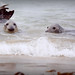 Half Submerged Seals