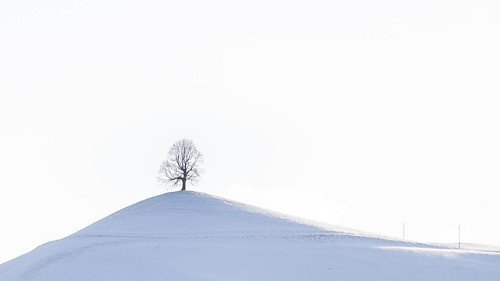 Lone Tree ©  kuhnmi
