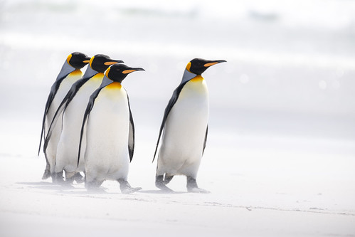 King Penguins ©  kuhnmi