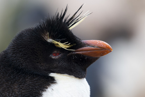 Rockhopper Penguin ©  kuhnmi