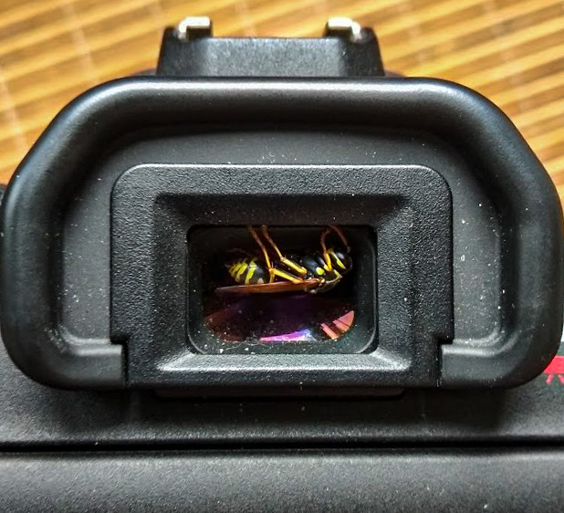 : Wasp, sleeping in a camera's viewfinder