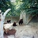 1994 - 17 268 80 - 17A - Beren in dierentuin, Kopenhagen, augustus 1994