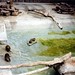 1994 - 19 268 80 - 19A - Bevers in dierentuin, Kopenhagen, augustus 1994