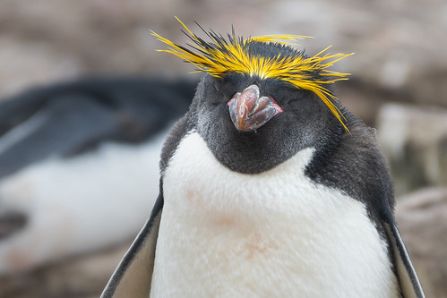 Macaroni Penguin ©  kuhnmi