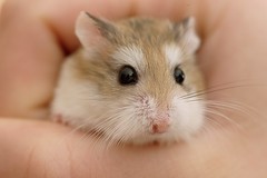 Hamster - MacroMondays Gift