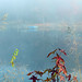 foggy lake view