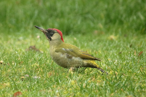 Pivert / Green woodpecker ©  OliBac