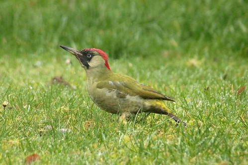 Pivert / Green woodpecker ©  OliBac