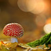 Fly Agaric in Woodland at Sunset