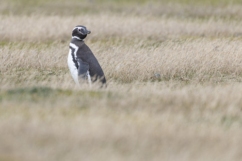 Magellanic Penguin ©  kuhnmi