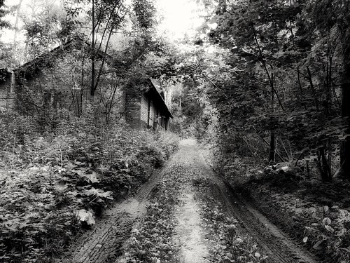 forest road ©  Sergei F
