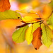 Beech Leaves in Autumn
