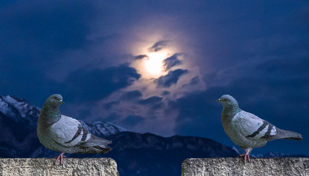 : Night pigeons
