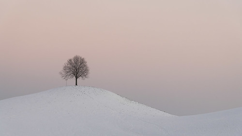 Lone Tree in Neuheim ©  kuhnmi