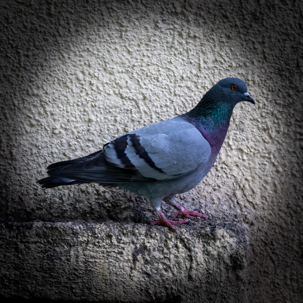 : Pigeon