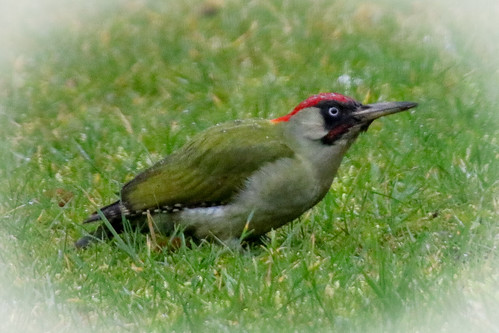 Pivert domestique / Home Woodpecker. ©  OliBac