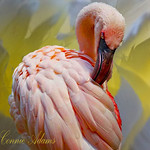 Feathers and Flamingos