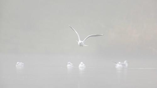 Flying in the Fog ©  kuhnmi