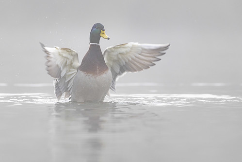Duck in Fog ©  kuhnmi
