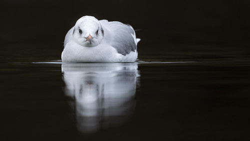 High Contrast Gull ©  kuhnmi