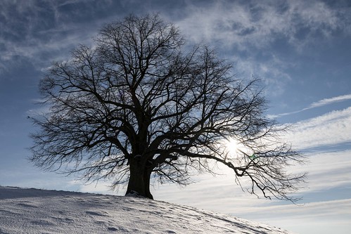 Tree silhouette ©  kuhnmi
