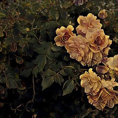 Stratford Ontario ~ Canada ~  Rose Flower ~ Shakespearean  Garden Botanical  ~ Heritage