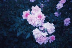 Stratford Ontario ~ Canada ~  Roses End of Season Flower ~ Shakespearean  Garden Botanical  ~ Heritage