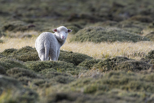 Cute young Sheep ©  kuhnmi