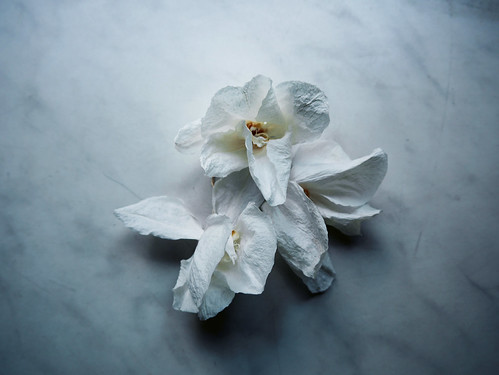 Orchids retro ©  NO PHOTOGRAPHER