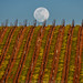 Spring Vineyard Moon