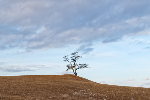 Lone Tree ©  Dmitry Kolesnikov