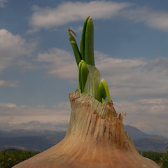 Onion landscape