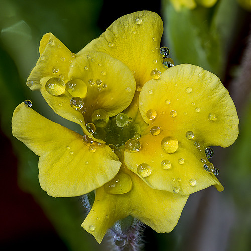 petunia flower water drop stacking ©  Aleksandr Efisko