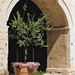 Barletta, Castello Svevo, flowering olive tree