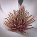 Inside the magnolia flower
