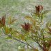 Tree buds and leaves