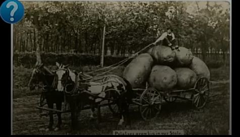 : Giant Potatoes