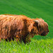 Highland Cow II