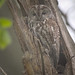 Tawny owl(s)