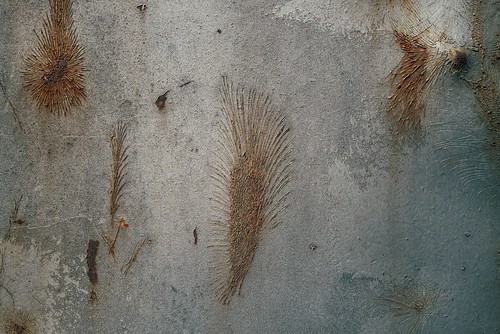 Fossile Footstep