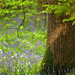 Bluebells, Wood Anemones and Oak, Abbot's Wood
