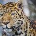 Pretty amur leopard