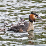 Great Crested Grebe and chicks 503_1582.jpg