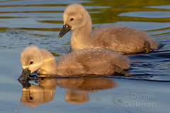 Two baby swans • <a style="font-size:0.8em;" href="http://www.flickr.com/photos/125767964@N08/51207453289/" target="_blank">View on Flickr</a>
