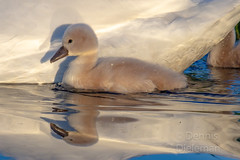 Baby swan seeking shelter • <a style="font-size:0.8em;" href="http://www.flickr.com/photos/125767964@N08/51207453399/" target="_blank">View on Flickr</a>