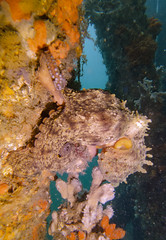 Octopus tetricus climber