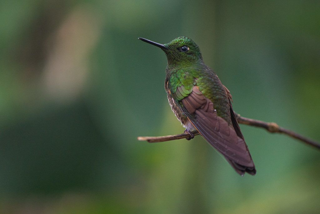 : Hummingbird