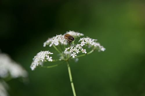 Bee bum ©  Still ePsiLoN