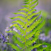 Fern and Bluebells, Itchen Wood, Hampshire