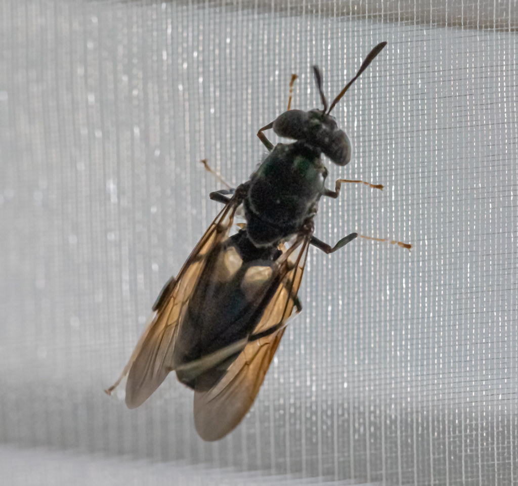 : Some insect on the window